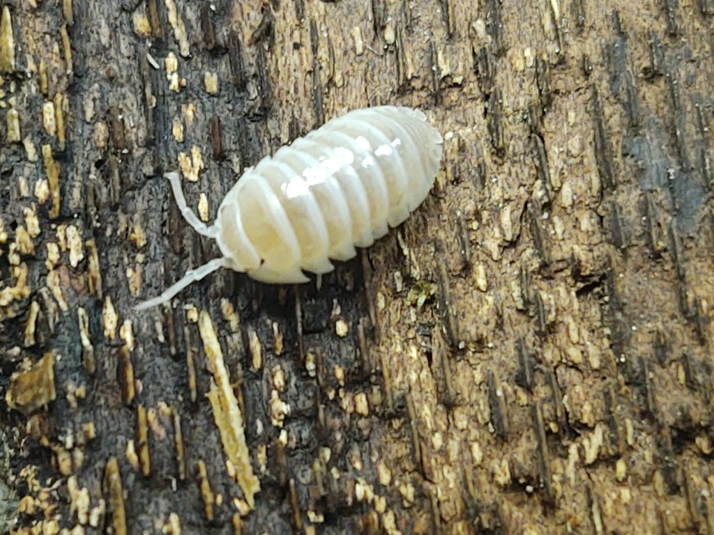 Skeleton isopods
